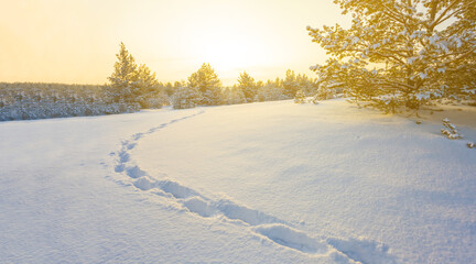 snowbound winter fir tree forest  at the sunset, seasonal outdoor evening scene © Yuriy Kulik