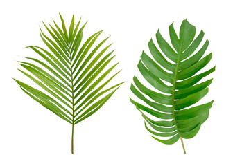Palm and coconut green leaf tropical plant isolated on white background. © Warawan