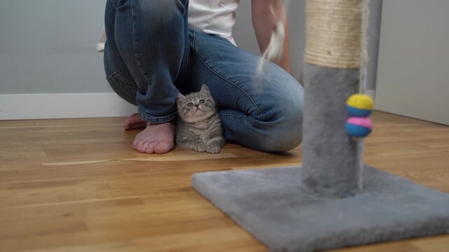 Playful scottish straight gray kitten plays with owner of house on floor, man teases kid cat with toy mouse on string, animal catches prey and jumps on scratching post. Cute kitty on claw sharpener.