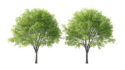 Obraz premium Two Young Oak Trees with Fresh Spring Leaves Vibrant Green Canopy on transparent background