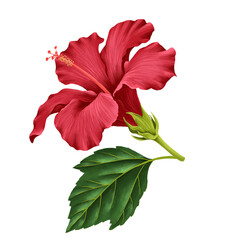 Fototapeta premium drawing red hibiscus flower with stem and green leaves isolated at white background, hand drawn illustration, floral element