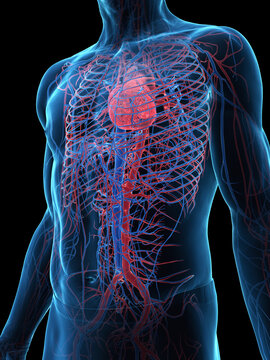 A Detailed 3D Depiction Of The Circulatory System Of A Man