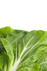 Fototapeta premium Leaves of cabbage Bok choy Pak Choi Pak Choj Chinese cabbage isolated on tranparent background png copy space