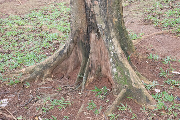 Fototapeta premium Close-up view of exposed tree roots in park soil. Tree roots showing natural patterns in the soil. Tree base showing roots in a forest park environment. 