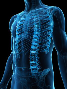 A Detailed 3D Depiction Of The Skeletal System Of A Male