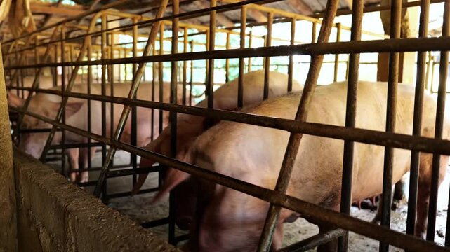 Close-up big pig behind pigpen farm, pig farmyard livestock