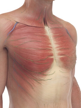 A Detailed 3D Depiction Of The Chest Muscles Of A Male