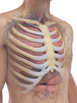 A Detailed 3D Depiction Of The Chest Organs Of A Male