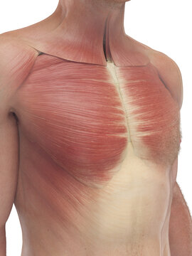 A Detailed 3D Depiction Of The Chest Muscles Of A Male