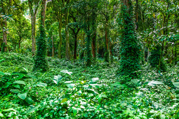 Lush tropical vegetation in Tijuca National Park, Rio de Janeiro, Brazil. © lcrribeiro33@gmail