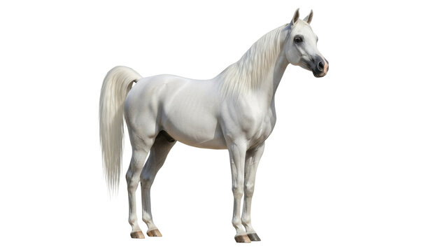 Isolated Arabian horse stands gracefully in full view for equine photography, no background