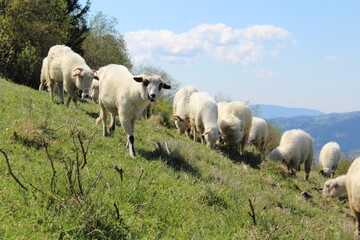 wypas owiec Ochodzita © Dariusz