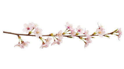Isolated branch of cherry blossoms in full bloom, delicate pink flowers, spring season, natural...