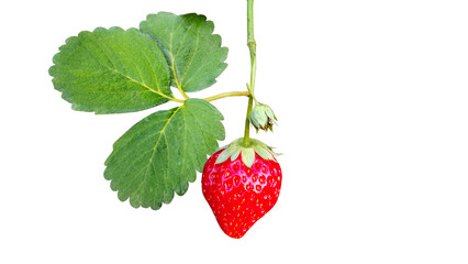 Fresh ripe red strawberry with green leaves and stem isolated on transparent background. © kanyakon