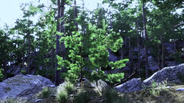 young pine sapling thriving on rocky ledge, fresh green shoots, tenacious roots gripping granite, symbolic renewal and conservation messaging in rugged setting