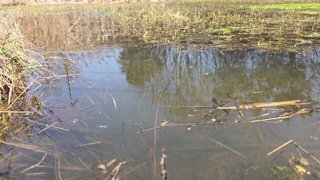 

Bufo gargarizans; Asiatic Toad Swimming Underwater in a Spring Wetland 3

