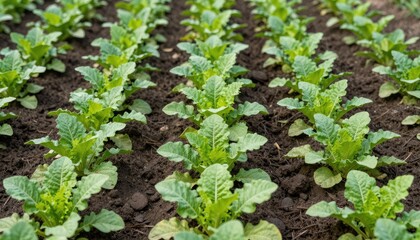 Obraz premium Fresh green lettuce plants growing in fertile soil garden