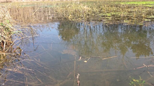 

Bufo gargarizans; Asiatic Toad Swimming Underwater in a Spring Wetland 4
