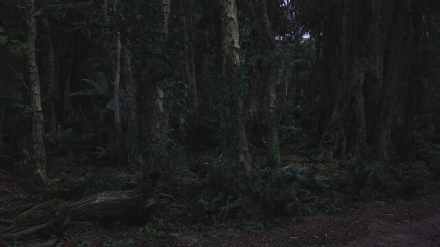 Forest clearing used by backpacker scouting campsite, soft twilight glow on grass, nearby trees offer windbreak and privacy, scene evokes preparation