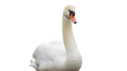 Fototapeta premium Isolated mute swan resting, elegance, graceful posture, beauty, neck, bird watching wildlife