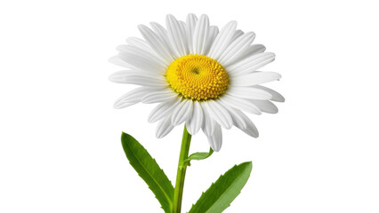 Isolated single beautiful daisy with a bright yellow center and vibrant green stem, spring bloom