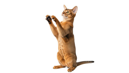 Isolated Abyssinian Cat on Two Legs Posing in Studio With a Curious Expression on Its Face © Elena