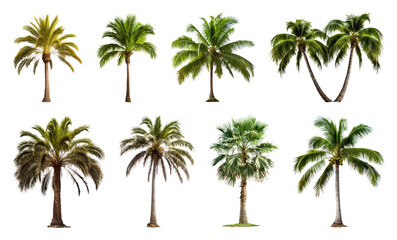 Obraz premium PNG Tropical palm tree collection on transparent background