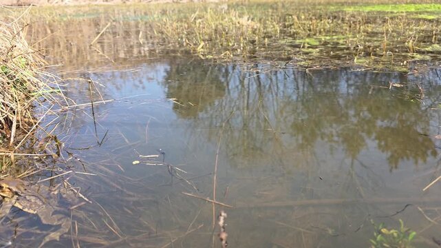 

Bufo gargarizans; Asiatic Toad Swimming Underwater in a Spring Wetland 7

