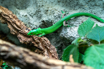Green Lizard Perched on Branch with Foliage © NguyenNhat