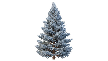 Isolated evergreen tree, blue spruce for holiday cards, seasonal design, festive winter event