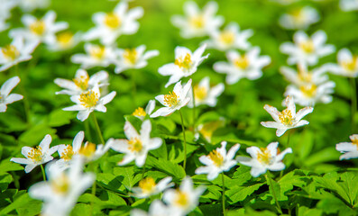 White snowdrops on a forest glade © licvin