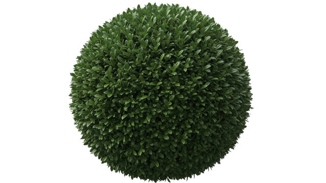 Isolated topiary ball plant for landscaping, outdoor decoration, garden, or yard decor.