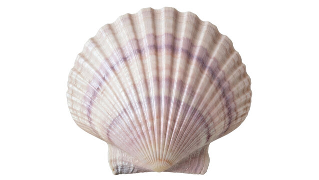 Isolated sea scallop seashell with natural color, ribbed texture, and fan-shaped edge