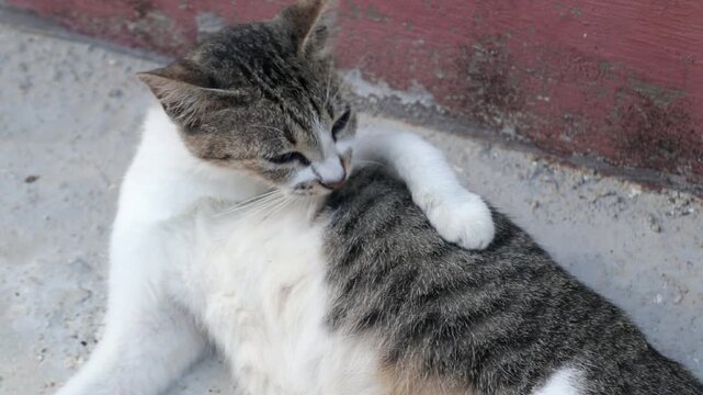 Cute domestic cat grooming itself by licking its fur as part of natural feline hygiene behavior. Close up view of an adorable pet cat cleaning its body with its tongue. Concept of pet care, animal beh