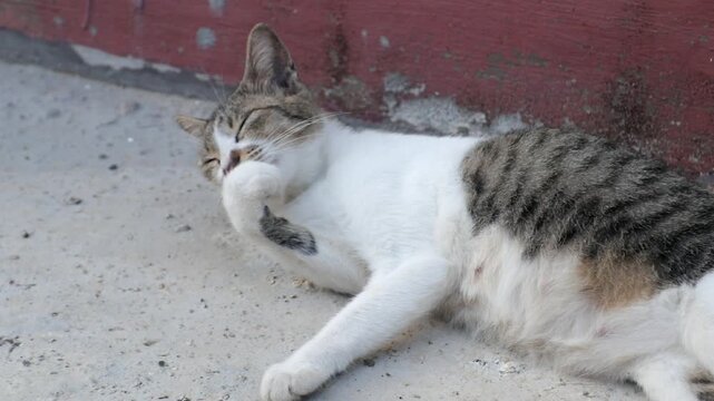 Cute domestic cat grooming itself by licking its fur as part of natural feline hygiene behavior. Close up view of an adorable pet cat cleaning its body with its tongue. Concept of pet care, animal beh