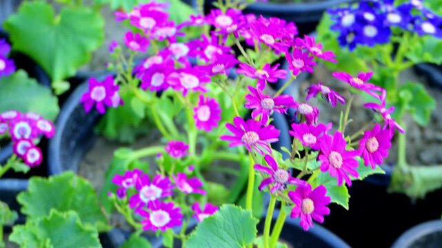 Vibrant magenta Cineraria sway gently in their pots. The radiant, white-centered petals create a charming and peaceful garden atmosphere.