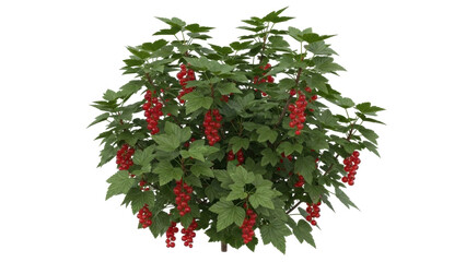 Isolated redcurrant shrub with ripe berries and green foliage for summer gardenscape © Elena