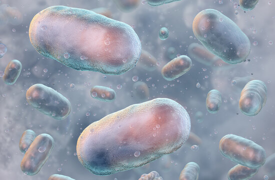 Pasteurella multocida: encapsulated gram-negative coccobacillus. Pasteurellosis, pneumonia, dog or cat bite wound infections, fowl cholera in poultry. veterinary medicine, bovine infectious disease