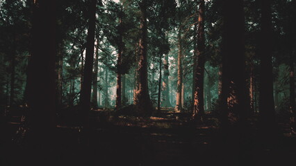 moody twilight forest with sunlit trunks, dense pine stands and blue mist, dappled amber light on bark, shadowed leaf litter and moss, cinematic atmosphere © icetray