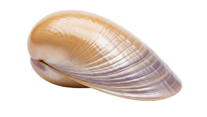 Isolated bivalve seashell lying on its side, showing the inner iridescent nacre surface © Elena