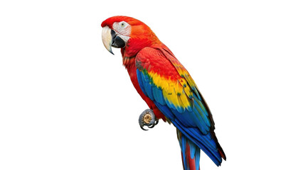 Obraz premium Isolated Scarlet Macaw with Vibrant Feathers Perched Stably on Branch, Exotic Parrot