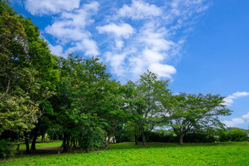 Obraz premium 公園の新緑と青空