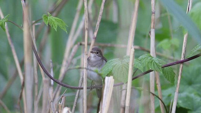 Thrush Nightingale, Luscinia luscinia. A bird sits in the reeds on the riverbank and sings