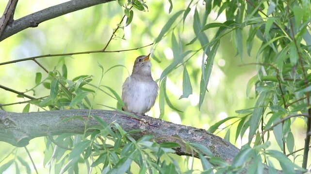 Thrush Nightingale, Luscinia luscinia. A bird sits on a tree branch and sings