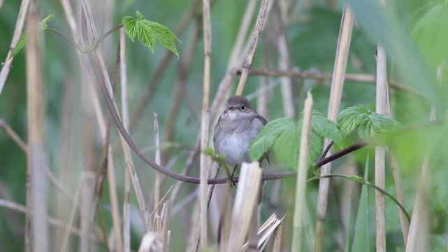 Thrush Nightingale, Luscinia luscinia. On a cloudy morning, a bird sits silently in the reeds