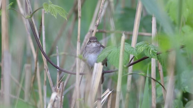 Thrush Nightingale, Luscinia. A bird sits in the reeds on the riverbank and cleans its feathers