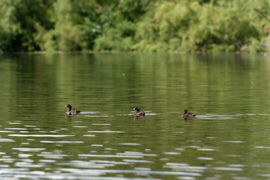 Frankreich - Korsika - Teich U Stagnolu de Bagheera