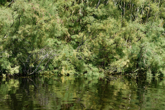 Frankreich - Korsika - Teich U Stagnolu de Bagheera