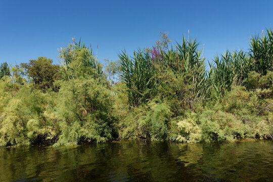 Frankreich - Korsika - Teich U Stagnolu de Bagheera