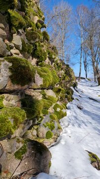 Lettland, Latgale, Mākoņkalns im Fr&uuml;hling &ndash; bemooste Steine, gr&uuml;nes Moos, ein sonniger Tag, die Ruinen der Burg Mākoņkalns, eine alte Steinmauer.